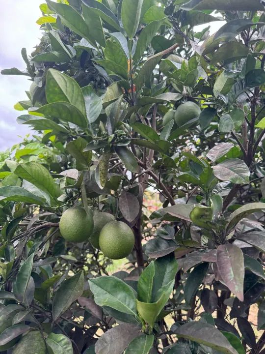 = Pequena Chácara para Finais de Semana  Ótima Localização ! - Foto 8