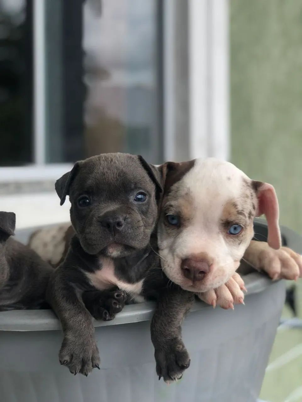 American Bully  - Foto 4