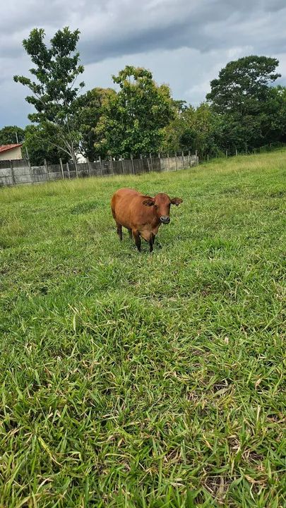 Mini vaca leiteira topissima  - Foto 2