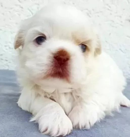 Shih-Tzu Filhote Fêmea White - Linda e Aconchegante