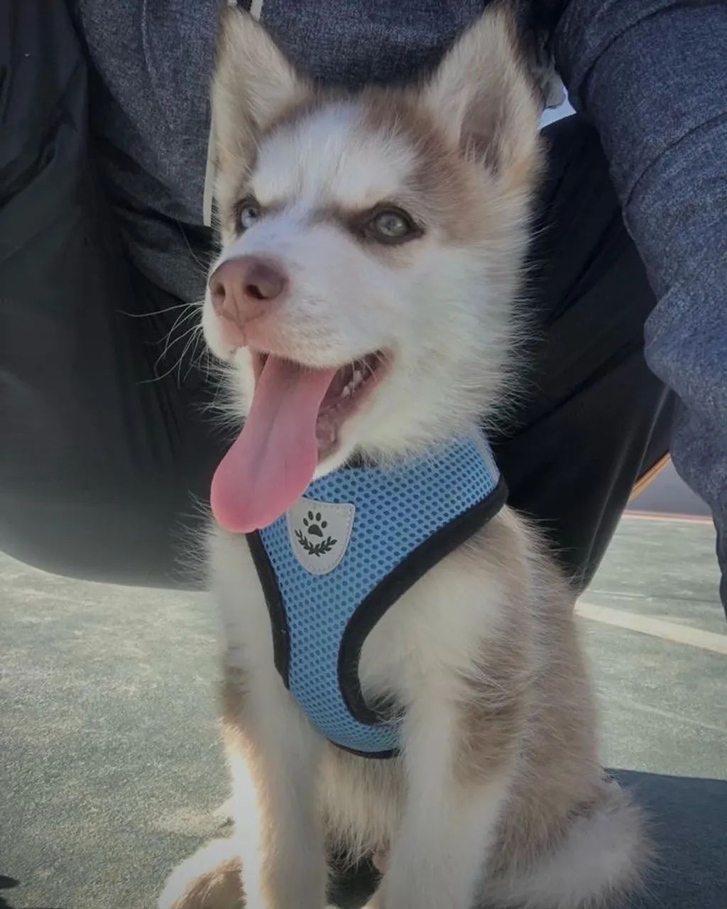 Husky Siberiano - Vacinados, Vermifugados E Pronto Para O Novo Lar