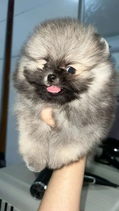 "Leve Alegria Para Sua Casa Com um Lulú da Pomerânia!"