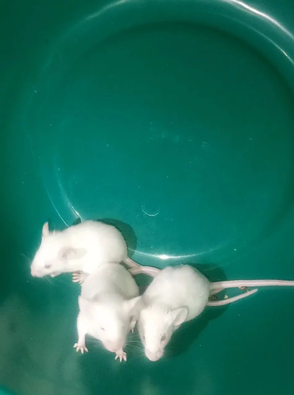 Hamster Camundongo 64650959768065125