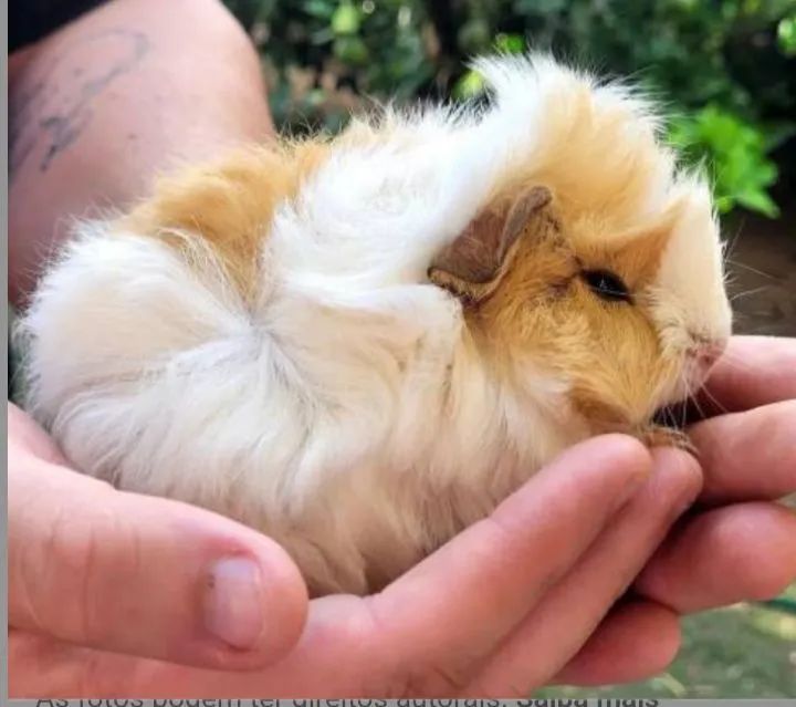 Porquinho da índia peruano