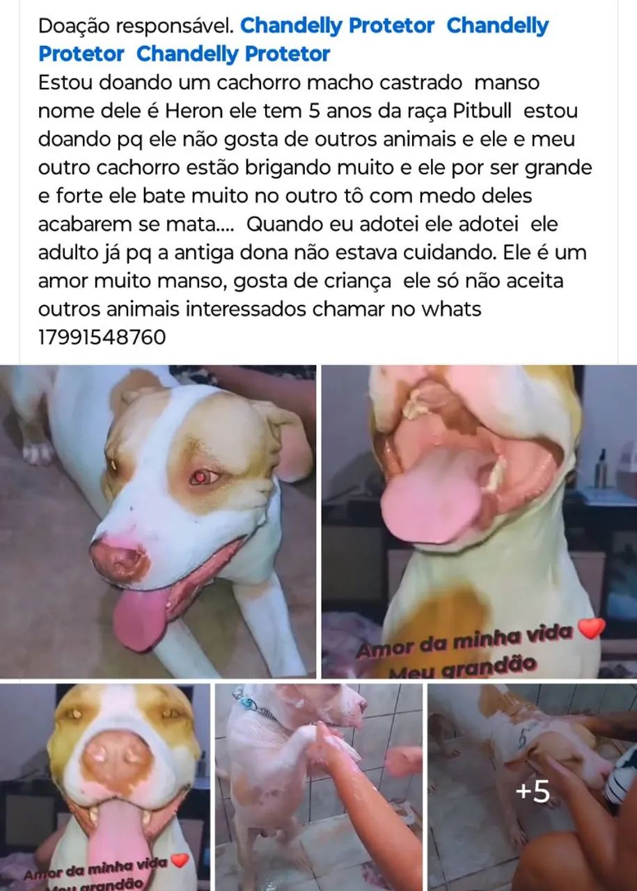 Doação de Pitbull castrado e manso