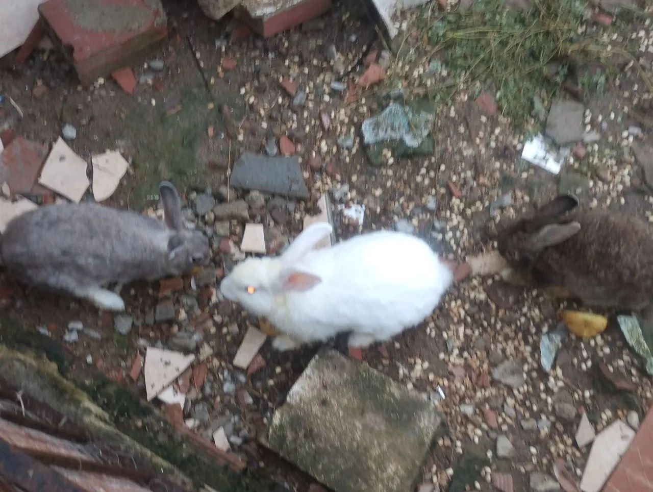 Três coelhos para venda  - Foto 5