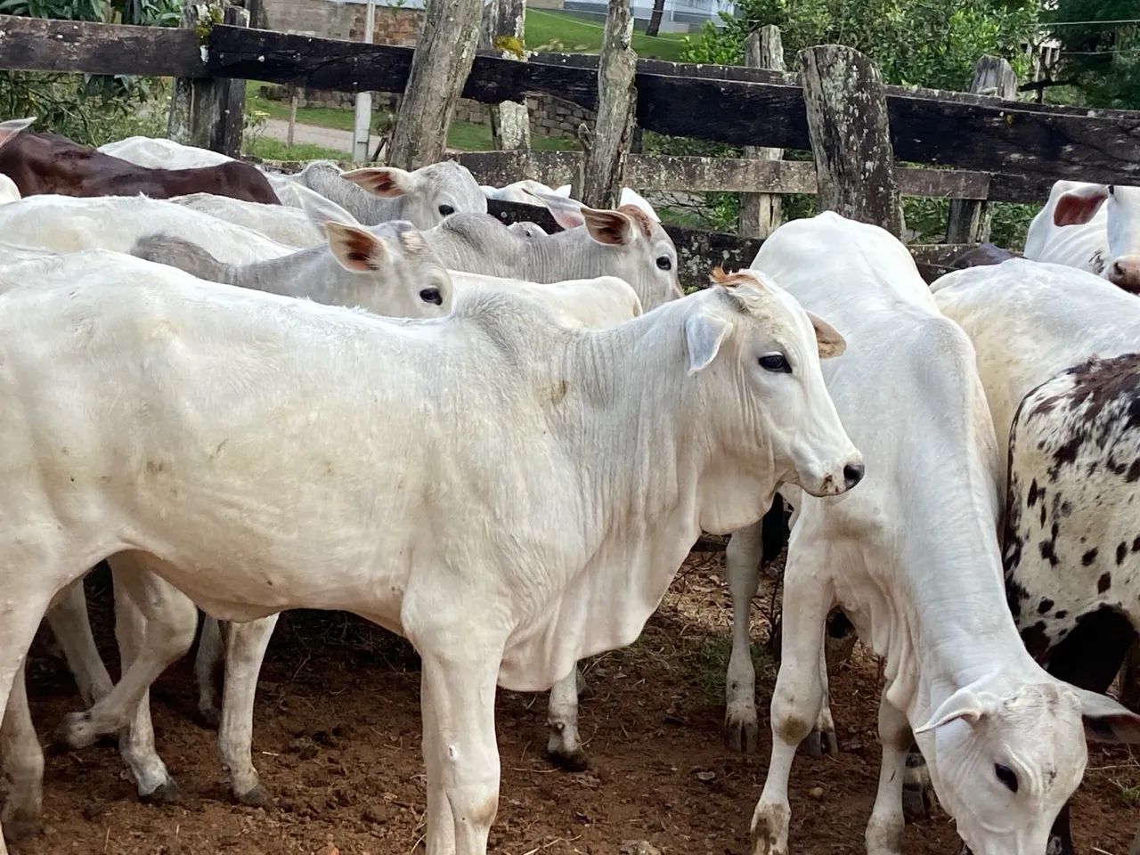 Bezerros Nelore para Cria e Recria