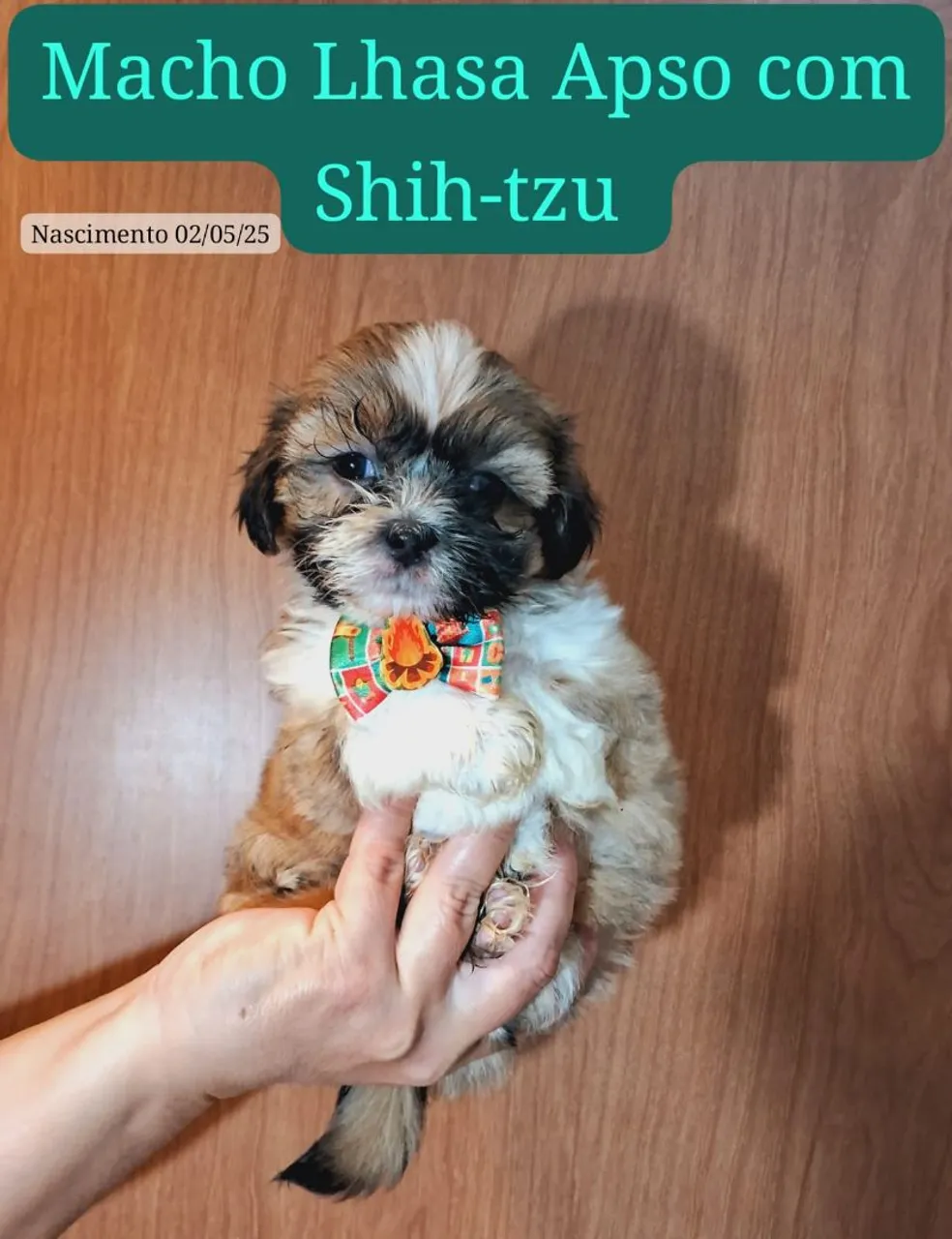 Filhote Macho Lhasa Apso com Shih-tzu
