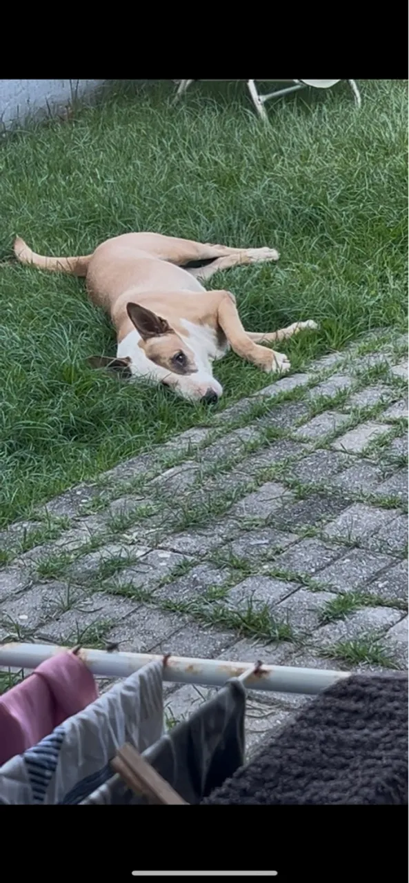 Cão Adorável para doação