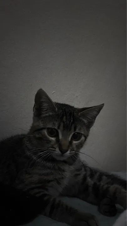 Gatinho Fofo Procurando Lar