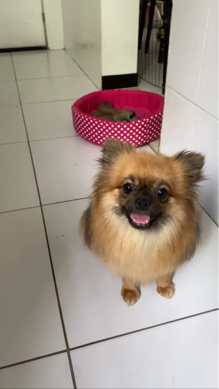Filhotes Spitz Alemão disponíveis
