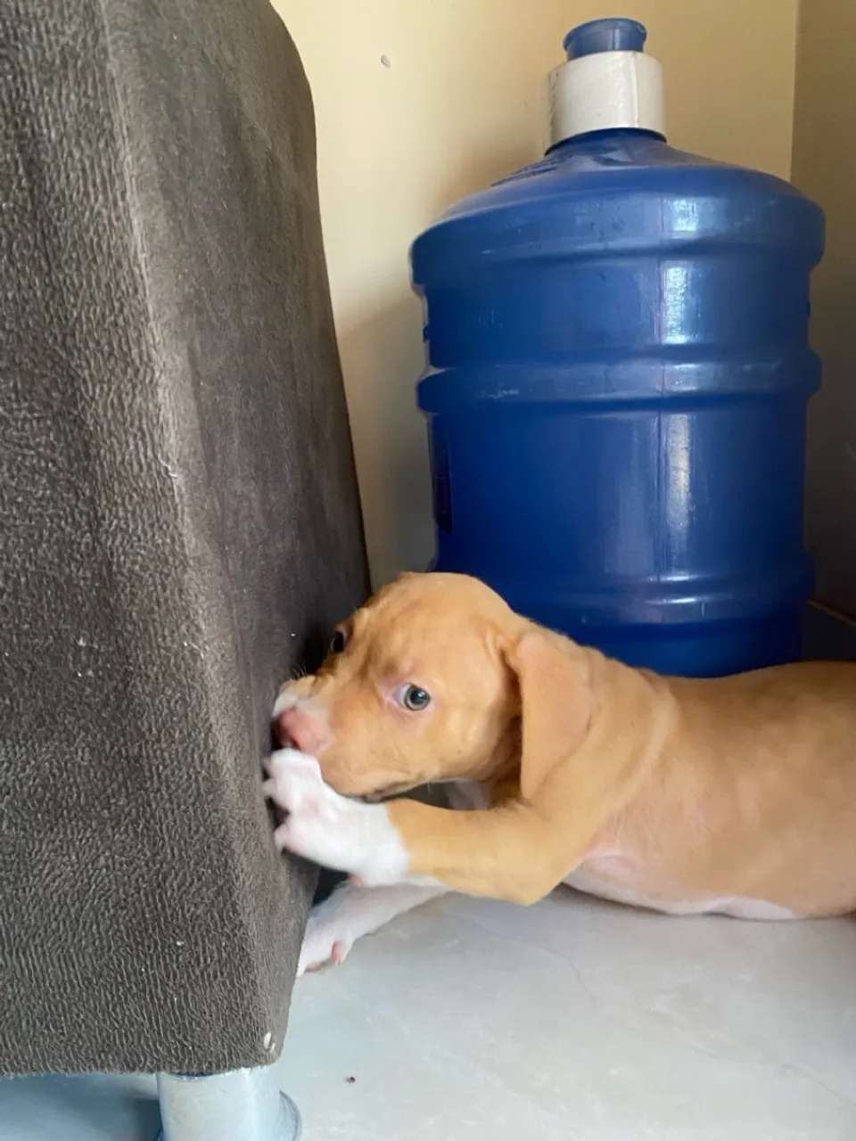 Cachorro pitbull 