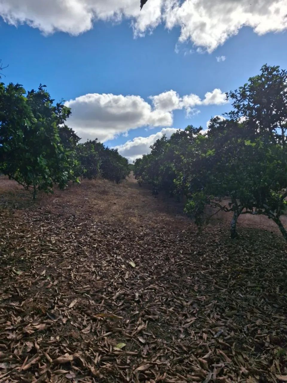 Sítio em Salgado - Sergipe - Foto 4