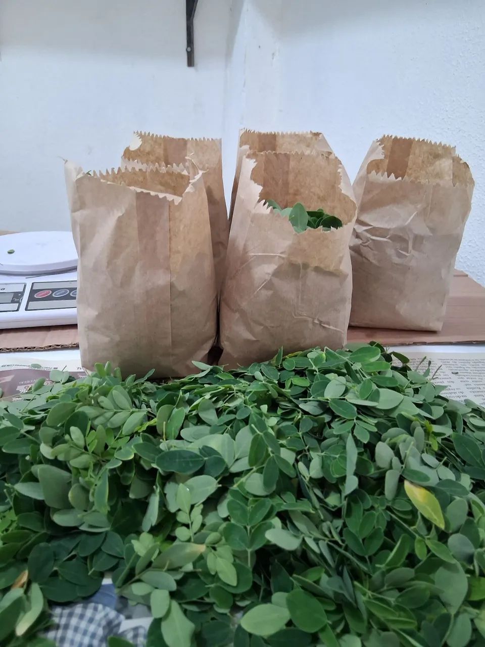 Plantas