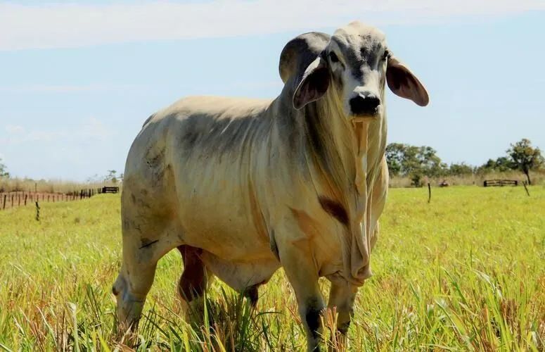 VENDA E COMPRA DE GADO  - Foto 3