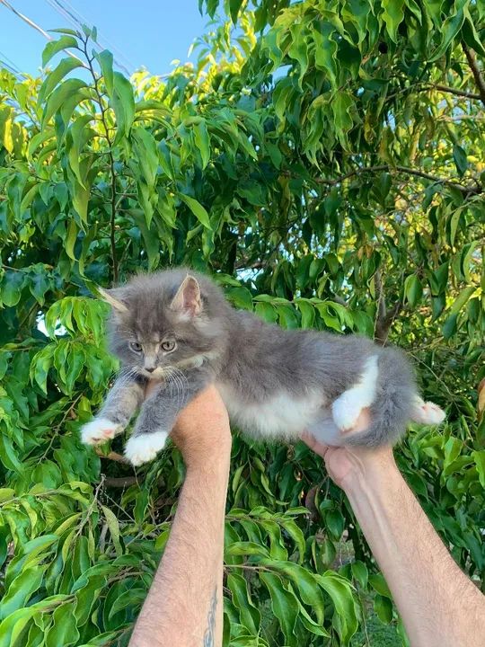 MAINE COON FILHOTE CINZA - Foto 3