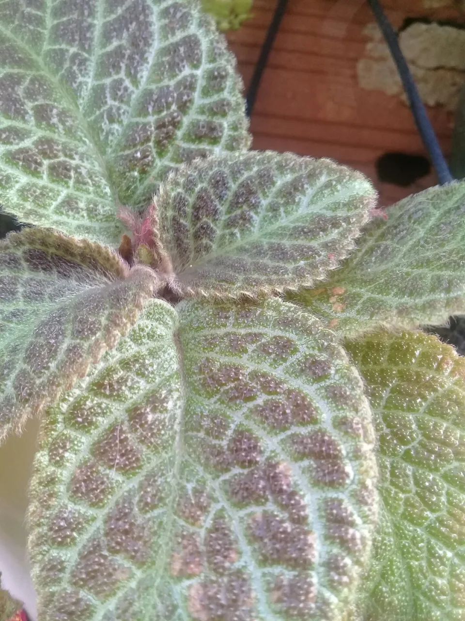 Vendo plantas e folhagens ? - Foto 2