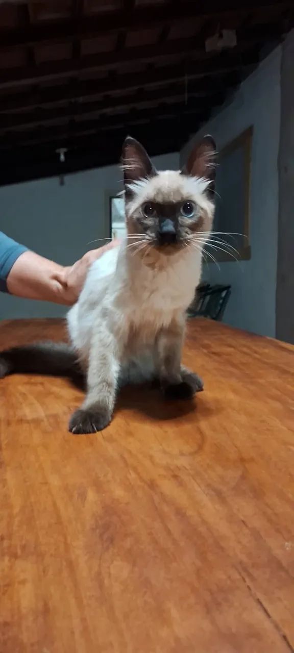 Gatinha para doação. - Foto 4