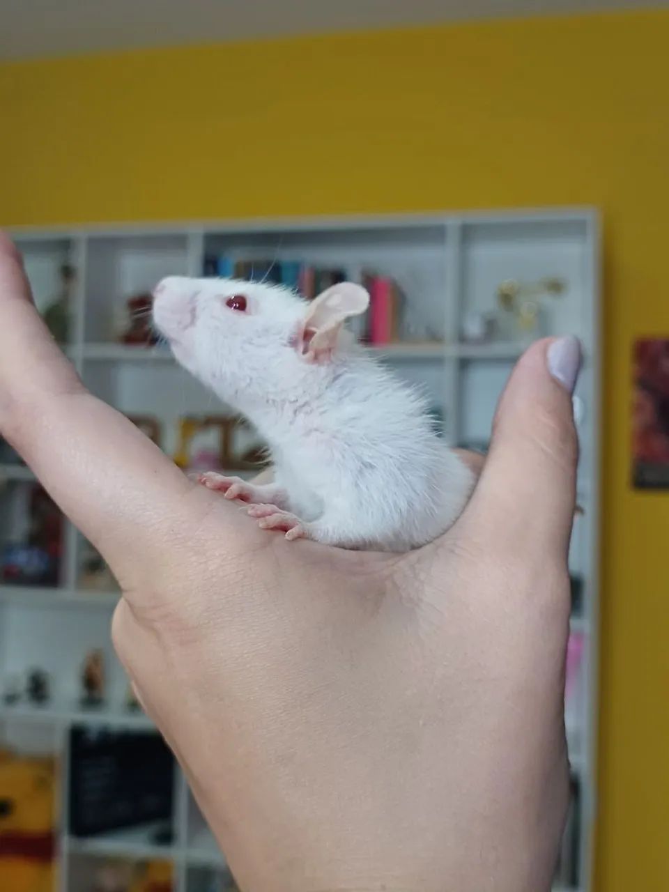 Rato Twister mercol  - Foto 4