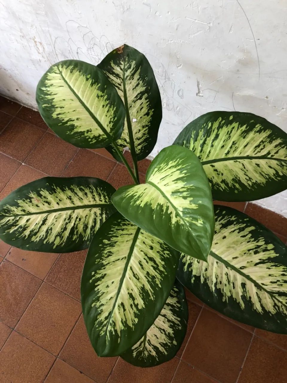 COMIGO-NINGUÉM-PODE  - Foto 3