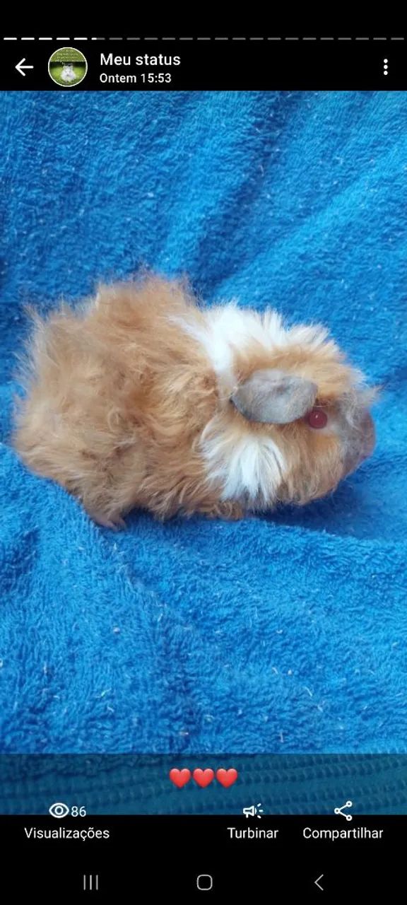 Porquinho da india raça alpaca - Foto 6