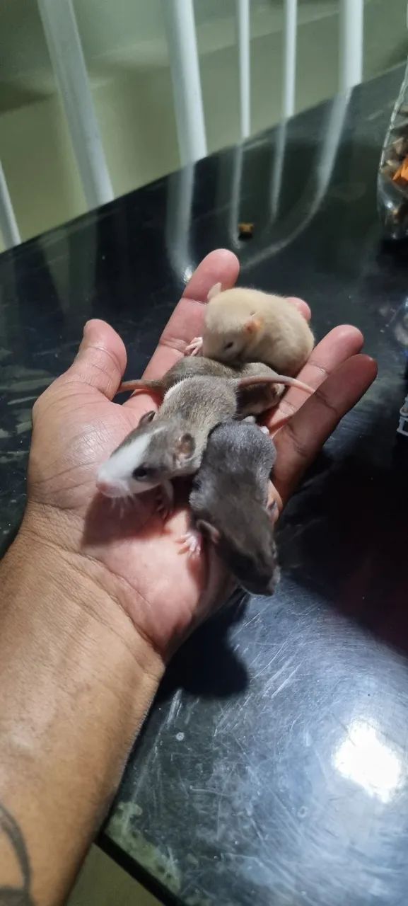 Rato twister  - Foto 4