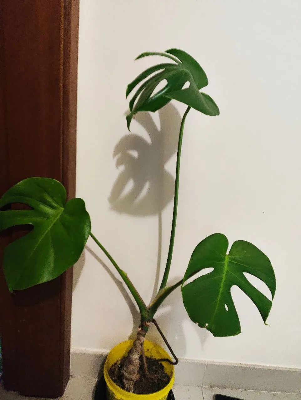 Planta Monstera Deliciosa