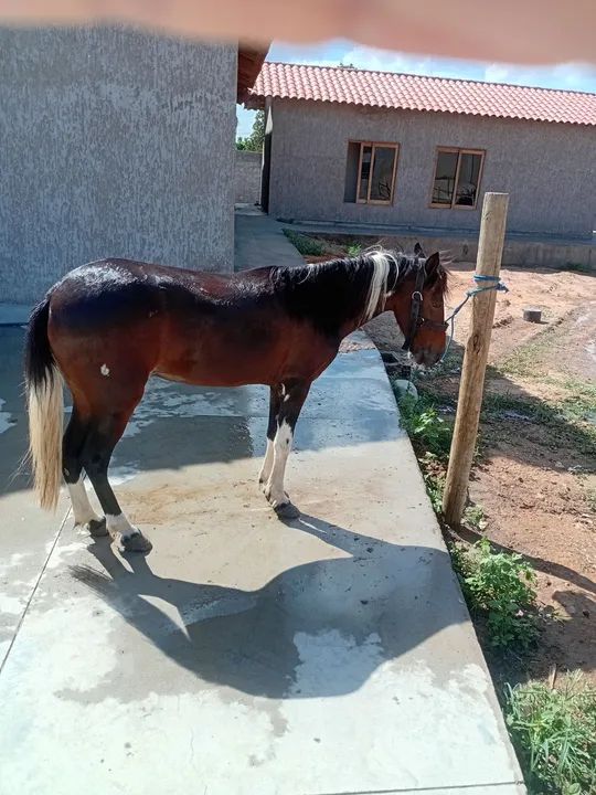 Piquira adulta. - Foto 2