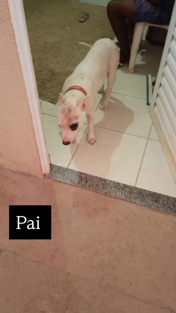 Pit Bull American terrier