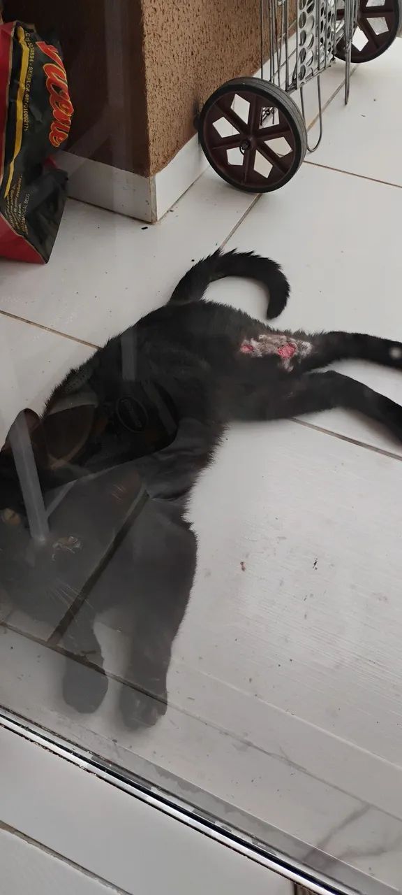 Gato de rua precisando de um lar temporário  - Foto 2
