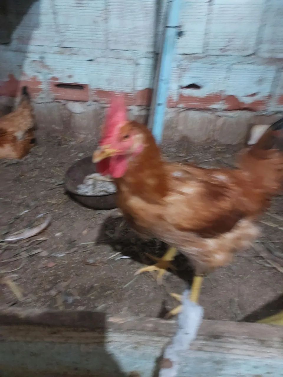 Frango  - Foto 2