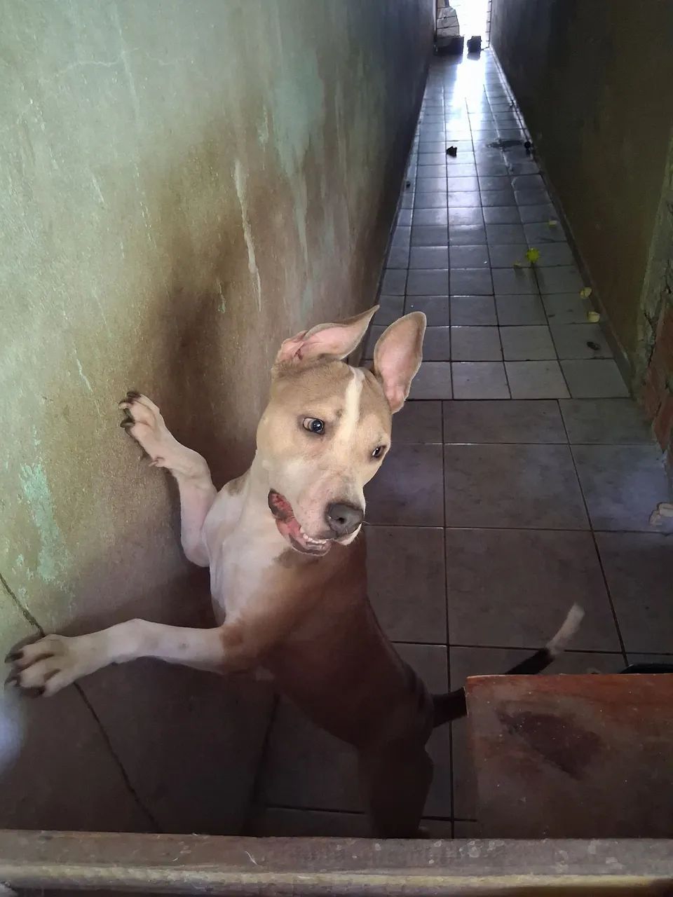 PITBULL FÊMEA 