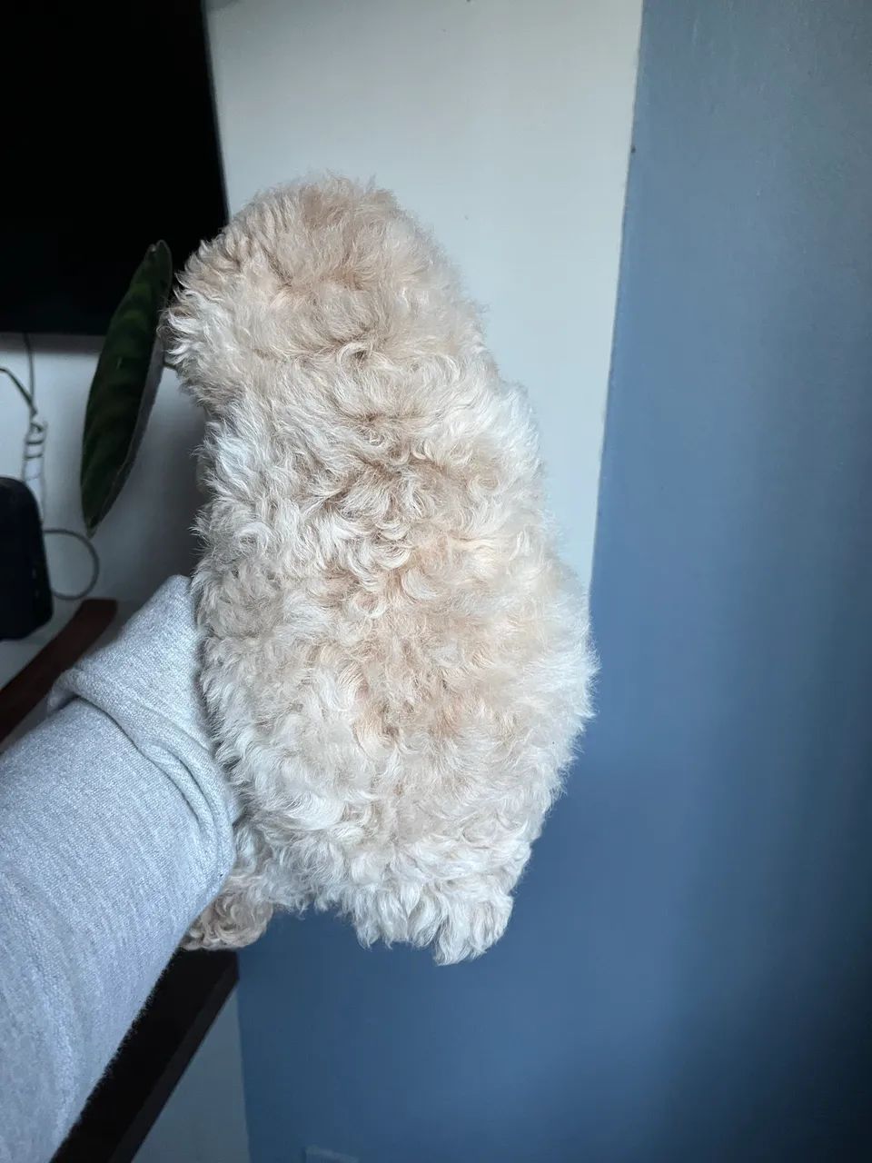 Poodle Macho Toy - Foto 2