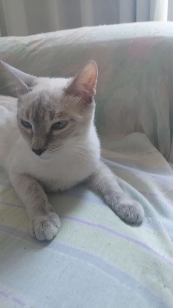 Adoção  Responsável  - Foto 3