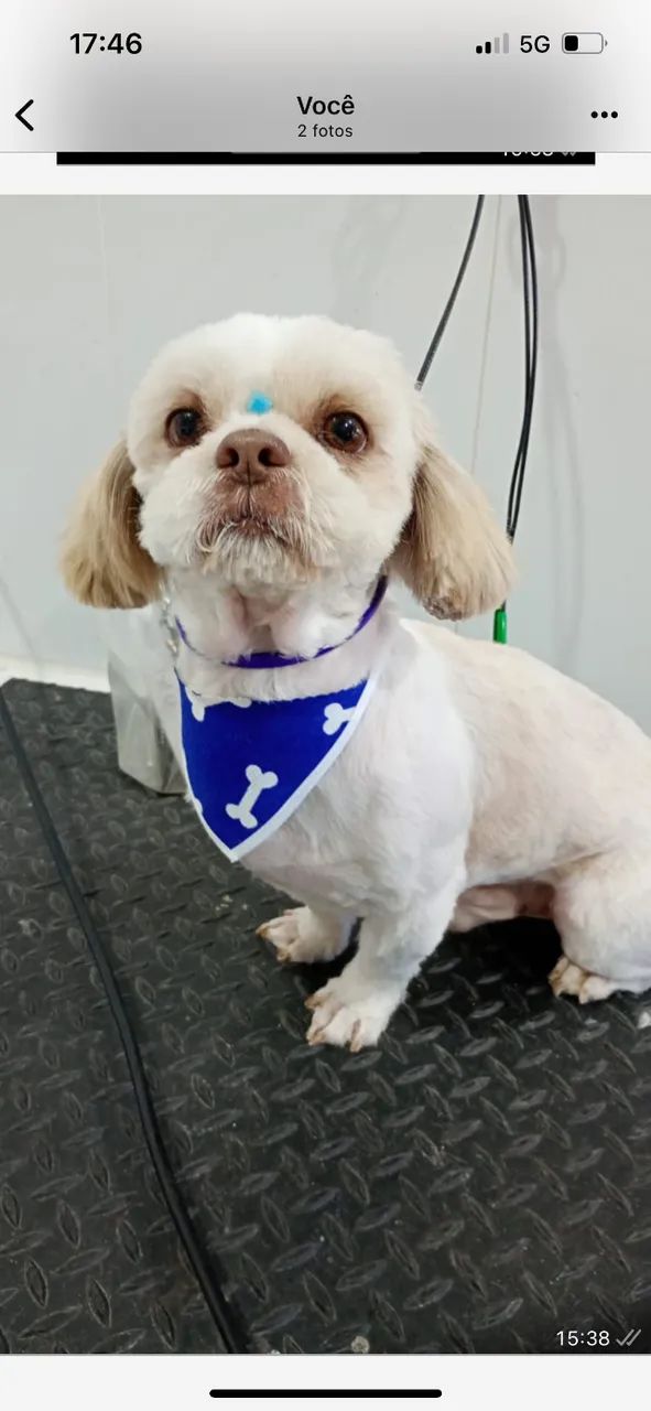 Filhotes  Shihtzu  - Foto 4