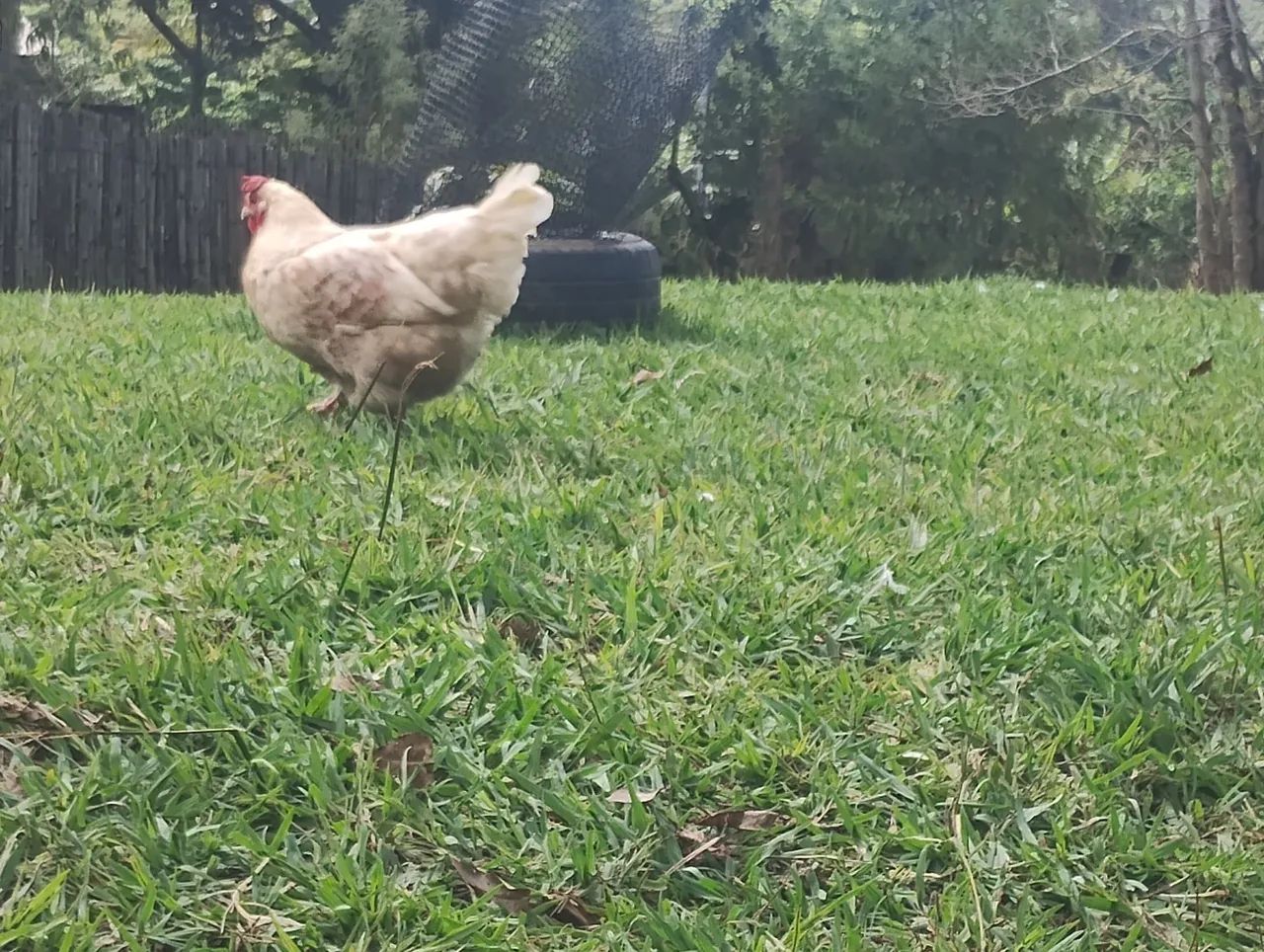 Vendo ou troco  - Foto 4