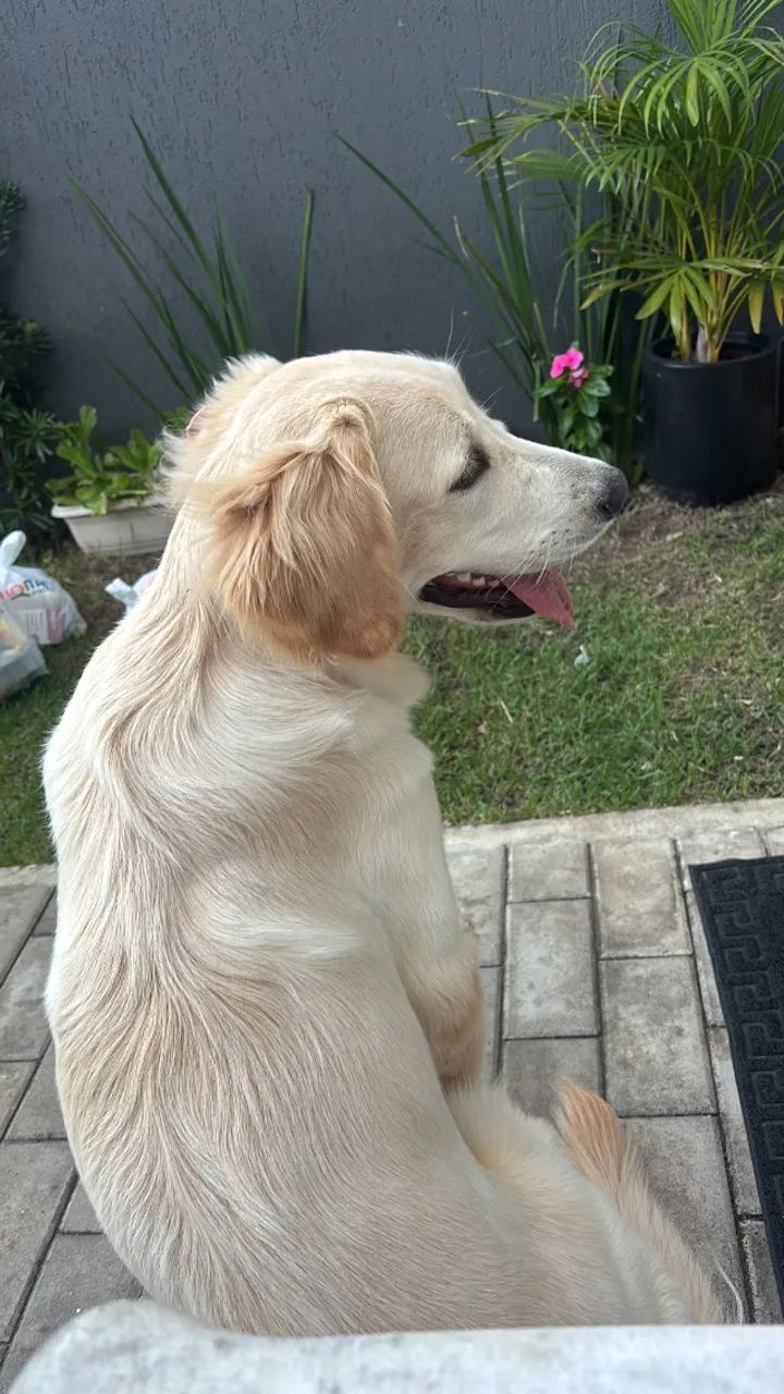 Cachorro  - Foto 4