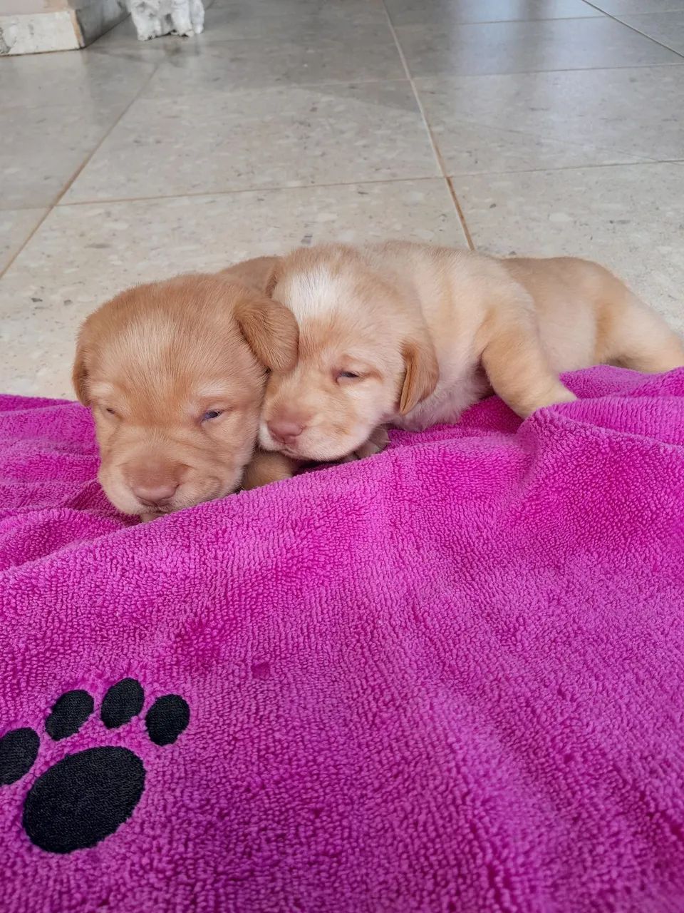 Labrador  - Foto 4