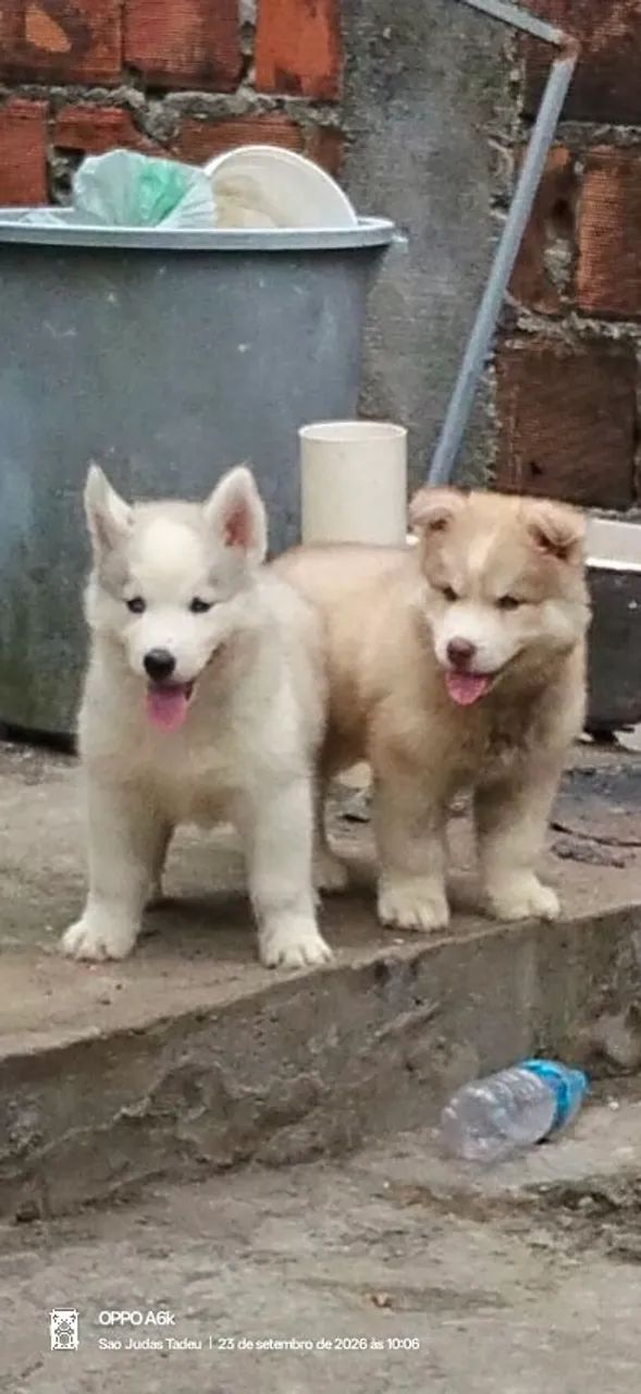 Husky Siberiano 