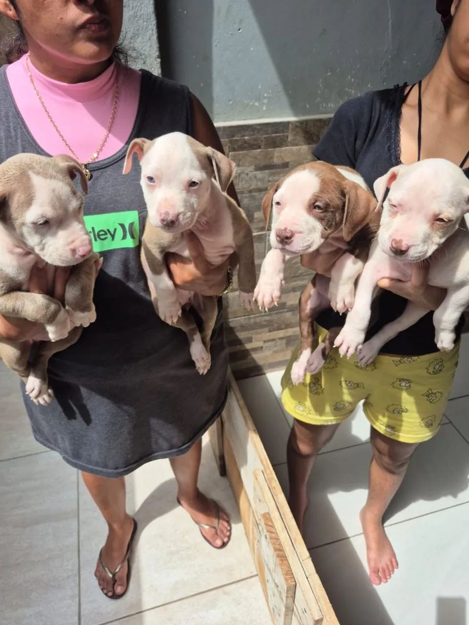  pitbul com pitmonster  - Foto 5