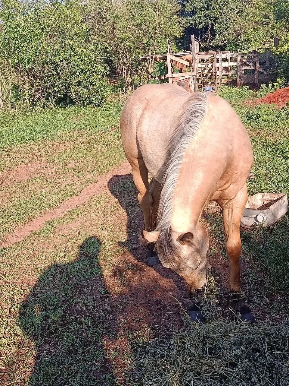 Vendo potra, valor 15.000 - Foto 5