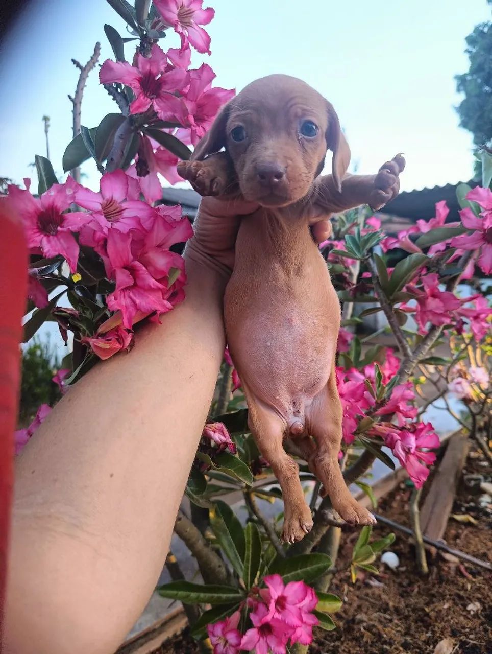 Lindos bebês Cofap  - Foto 4