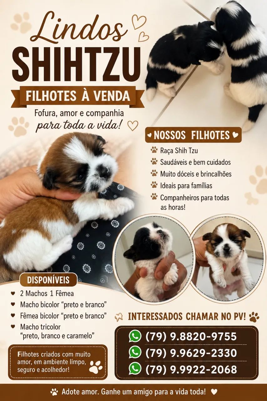 Vendo filhotes lindos