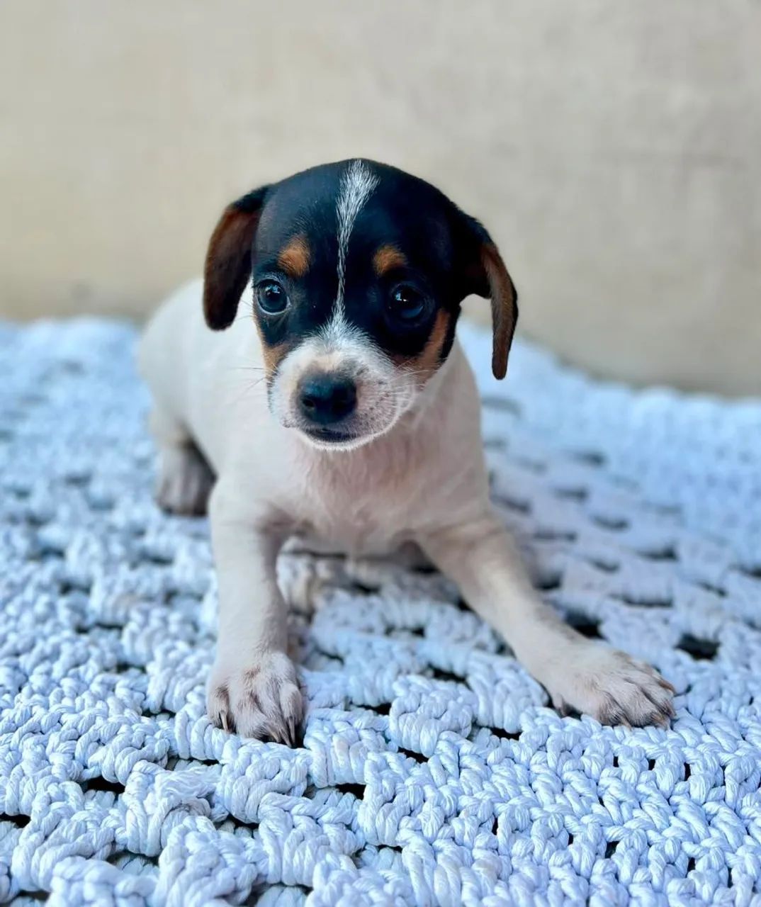 Cachorro Pinscher  número  1