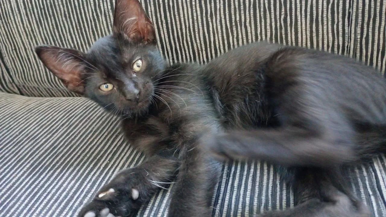 Gatos para doação  - Foto 3