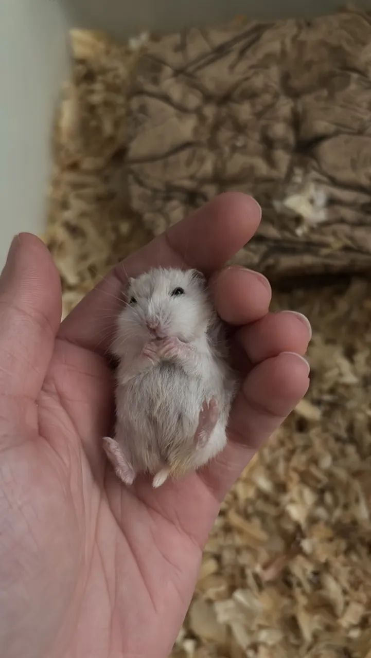 Hamster anao russo - Foto 3