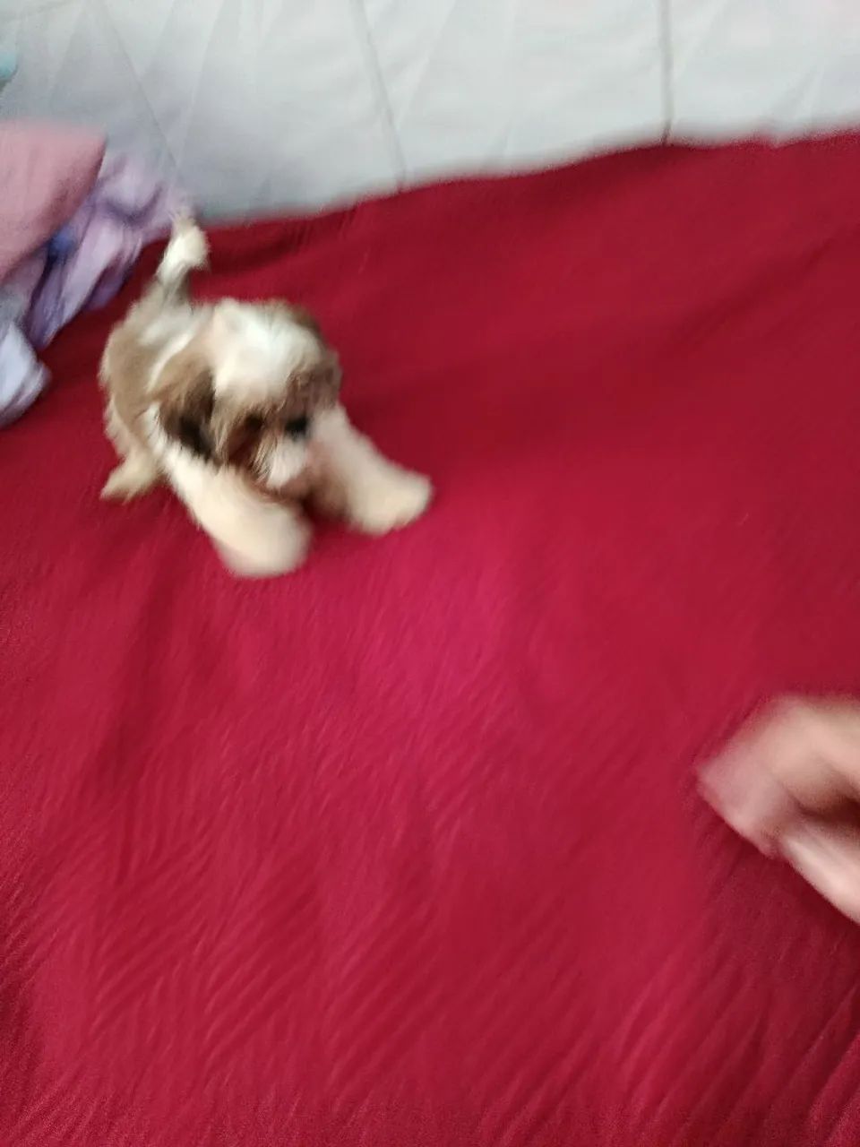 Filhotes de shitzu  - Foto 3