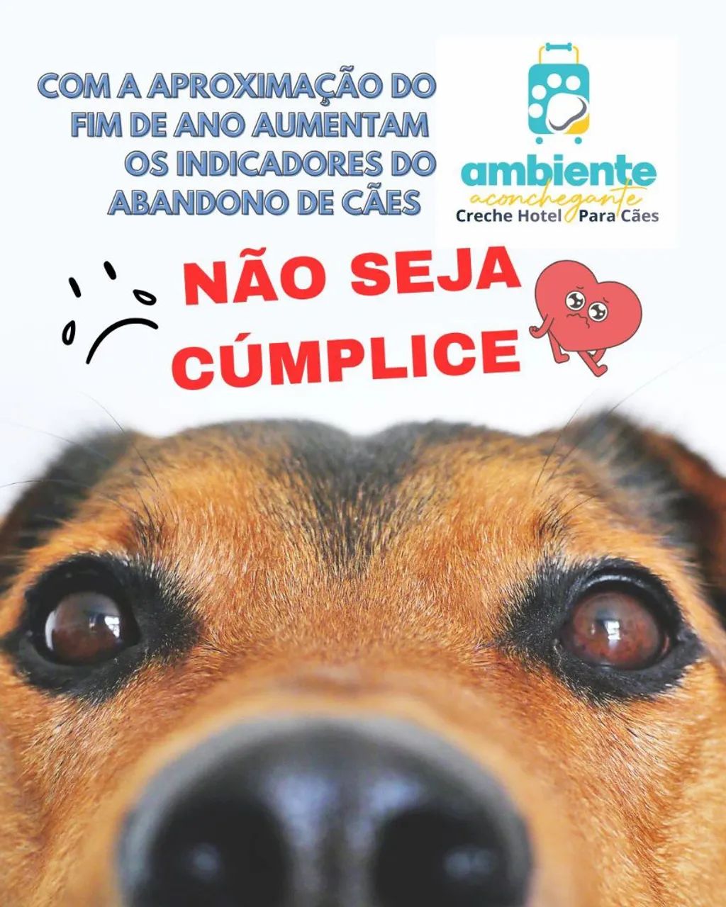 Táxi dog  - Foto 4