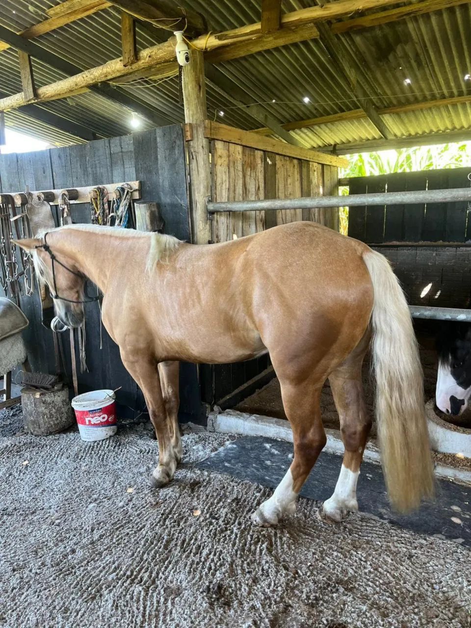 Cavalo crioulo de laço  - Foto 5
