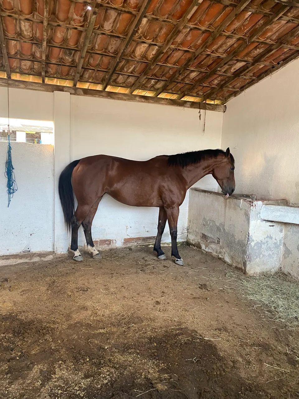 Égua de Direita - Foto 5